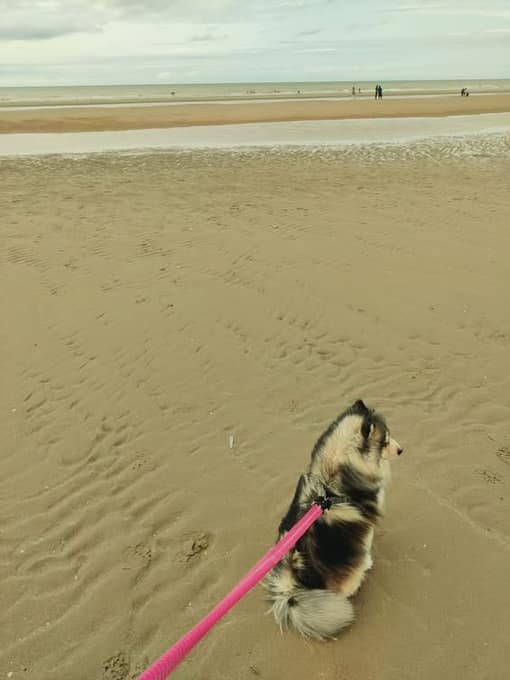 Cookie, un petit chien, sur la plage