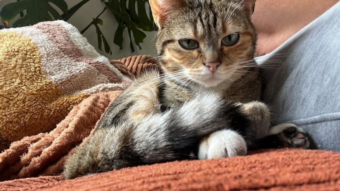 Kida et Cléo, deux chats, en gros plan
