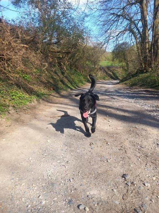 Zuko, un chien, courant sur un chemin de terre